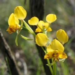 Diuris nigromontana (Black Mountain Leopard Orchid) at Point 5204 - 5 Oct 2014 by AaronClausen