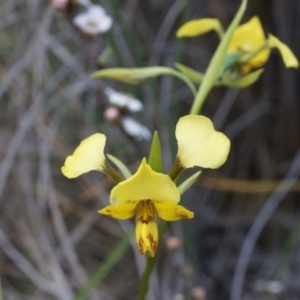 Diuris nigromontana at Canberra Central, ACT - suppressed