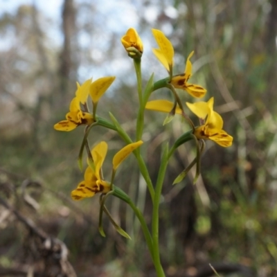 Diuris nigromontana (Black Mountain Leopard Orchid) at Point 5204 - 6 Oct 2014 by AaronClausen