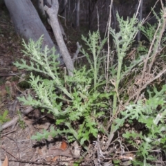 Senecio bathurstianus (Rough Fireweed) at Rob Roy Range - 2 Oct 2014 by MichaelBedingfield