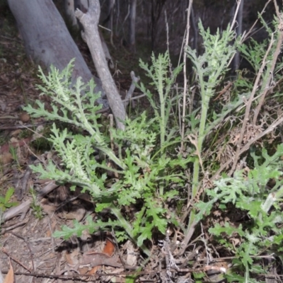 Senecio bathurstianus (Rough Fireweed) at Conder, ACT - 2 Oct 2014 by michaelb