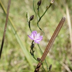 Thysanotus patersonii at Bruce, ACT - 6 Oct 2014