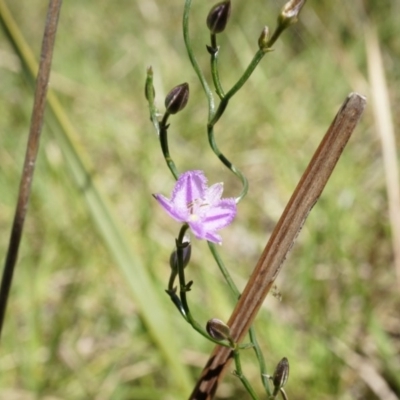 Thysanotus patersonii (Twining Fringe Lily) at Bruce, ACT - 6 Oct 2014 by AaronClausen