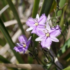 Thysanotus patersonii (Twining Fringe Lily) at Bruce, ACT - 6 Oct 2014 by AaronClausen