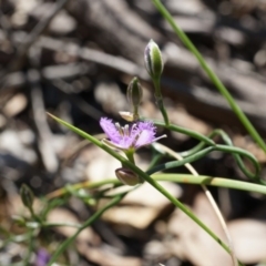 Thysanotus patersonii (Twining Fringe Lily) at Bruce, ACT - 6 Oct 2014 by AaronClausen