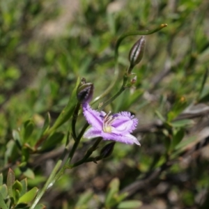 Thysanotus patersonii at Bruce, ACT - 6 Oct 2014