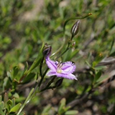 Thysanotus patersonii (Twining Fringe Lily) at Bruce, ACT - 6 Oct 2014 by AaronClausen