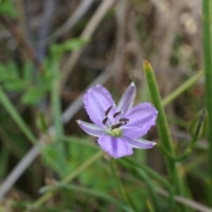 Thysanotus patersonii (Twining Fringe Lily) at Canberra Central, ACT - 6 Oct 2014 by AaronClausen