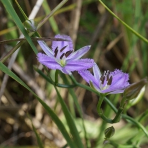 Thysanotus patersonii at Canberra Central, ACT - 6 Oct 2014