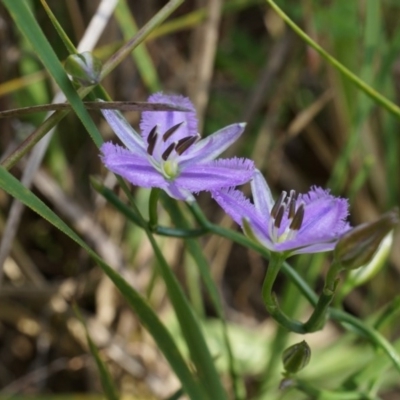 Thysanotus patersonii (Twining Fringe Lily) at Canberra Central, ACT - 6 Oct 2014 by AaronClausen