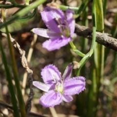 Thysanotus patersonii (Twining Fringe Lily) at Canberra Central, ACT - 5 Oct 2014 by AaronClausen