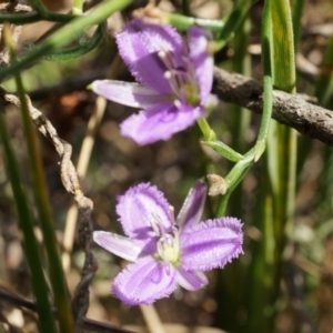 Thysanotus patersonii at Canberra Central, ACT - 6 Oct 2014 09:41 AM