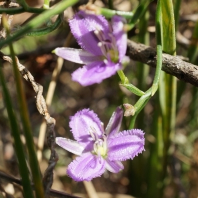 Thysanotus patersonii (Twining Fringe Lily) at Canberra Central, ACT - 5 Oct 2014 by AaronClausen