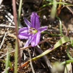 Thysanotus patersonii (Twining Fringe Lily) at Canberra Central, ACT - 6 Oct 2014 by AaronClausen