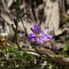 Thysanotus patersonii (Twining Fringe Lily) at Canberra Central, ACT - 5 Oct 2014 by AaronClausen