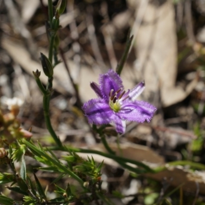 Thysanotus patersonii (Twining Fringe Lily) at Canberra Central, ACT - 6 Oct 2014 by AaronClausen