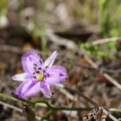 Thysanotus patersonii (Twining Fringe Lily) at Canberra Central, ACT - 5 Oct 2014 by AaronClausen