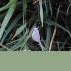 Zizina otis (Common Grass-Blue) at Campbell, ACT - 6 Mar 2016 by ArcherCallaway