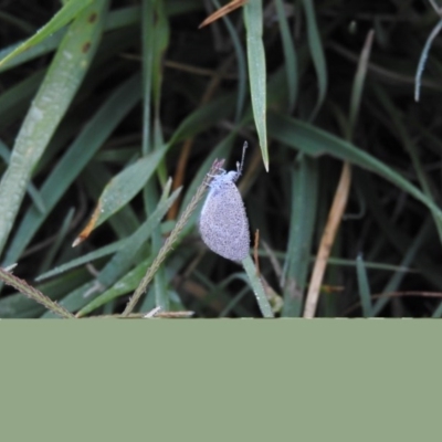 Zizina otis (Common Grass-Blue) at Campbell, ACT - 6 Mar 2016 by ArcherCallaway