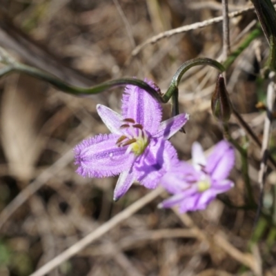 Thysanotus patersonii (Twining Fringe Lily) at Canberra Central, ACT - 5 Oct 2014 by AaronClausen