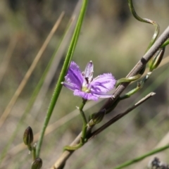 Thysanotus patersonii (Twining Fringe Lily) at Canberra Central, ACT - 5 Oct 2014 by AaronClausen