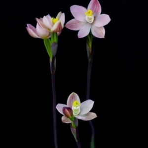 Thelymitra carnea at Bruce, ACT - 6 Oct 2014