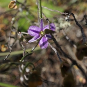 Thysanotus patersonii at Canberra Central, ACT - 6 Oct 2014 10:44 AM