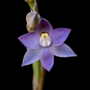 Thelymitra pauciflora at Bruce, ACT - suppressed