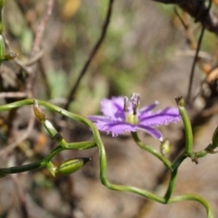 Thysanotus patersonii (Twining Fringe Lily) at Canberra Central, ACT - 6 Oct 2014 by AaronClausen