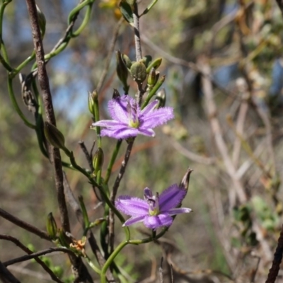 Thysanotus patersonii (Twining Fringe Lily) at Canberra Central, ACT - 6 Oct 2014 by AaronClausen