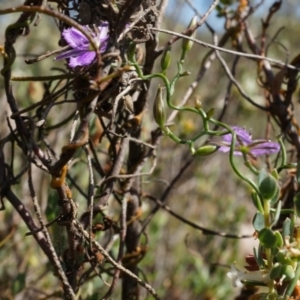 Thysanotus patersonii at Canberra Central, ACT - 6 Oct 2014