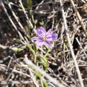 Thysanotus patersonii at Canberra Central, ACT - 6 Oct 2014 10:45 AM