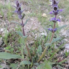 Ajuga australis (Austral Bugle) at Conder, ACT - 2 Oct 2014 by MichaelBedingfield