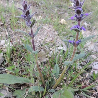 Ajuga australis (Austral Bugle) at Rob Roy Range - 2 Oct 2014 by MichaelBedingfield