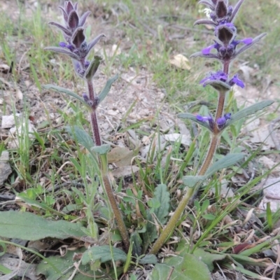 Ajuga australis (Austral Bugle) at Conder, ACT - 2 Oct 2014 by MichaelBedingfield