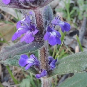 Ajuga australis at Conder, ACT - 2 Oct 2014