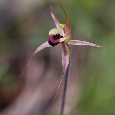 Caladenia clavigera (Clubbed spider orchid) at Brindabella, NSW - 5 Oct 2014 by TobiasHayashi