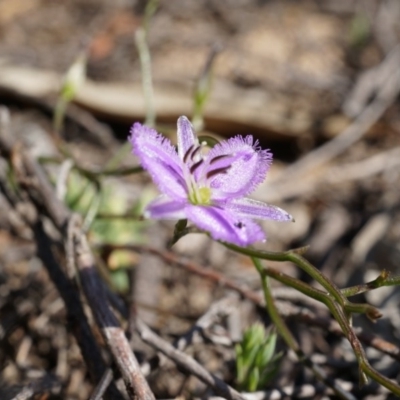 Thysanotus patersonii (Twining Fringe Lily) at Canberra Central, ACT - 6 Oct 2014 by AaronClausen