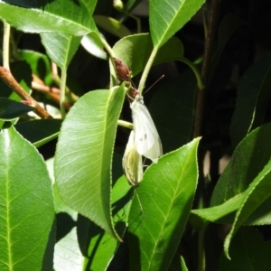 Pieris rapae at Fadden, ACT - 5 Mar 2016