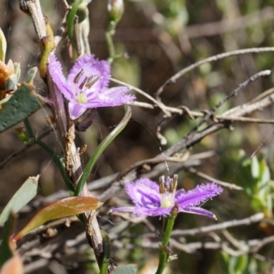 Thysanotus patersonii (Twining Fringe Lily) at Canberra Central, ACT - 5 Oct 2014 by AaronClausen