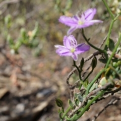 Thysanotus patersonii (Twining Fringe Lily) at Canberra Central, ACT - 6 Oct 2014 by AaronClausen