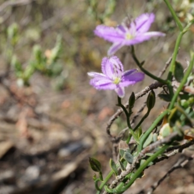 Thysanotus patersonii (Twining Fringe Lily) at Canberra Central, ACT - 6 Oct 2014 by AaronClausen