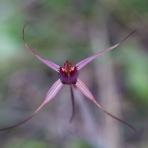 Caladenia orestes at suppressed - suppressed