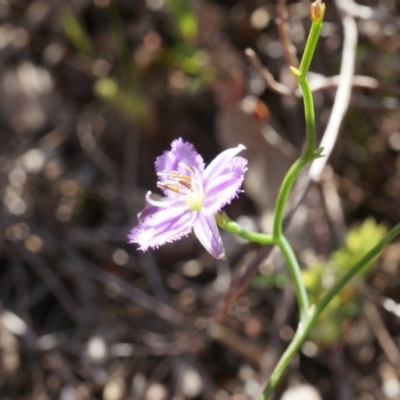 Thysanotus patersonii (Twining Fringe Lily) at Canberra Central, ACT - 5 Oct 2014 by AaronClausen