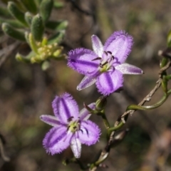 Thysanotus patersonii (Twining Fringe Lily) at Canberra Central, ACT - 5 Oct 2014 by AaronClausen