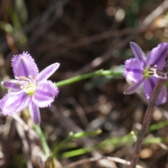 Thysanotus patersonii (Twining Fringe Lily) at Canberra Central, ACT - 6 Oct 2014 by AaronClausen