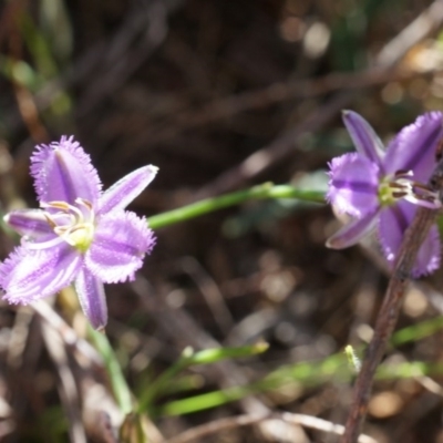 Thysanotus patersonii (Twining Fringe Lily) at Canberra Central, ACT - 5 Oct 2014 by AaronClausen