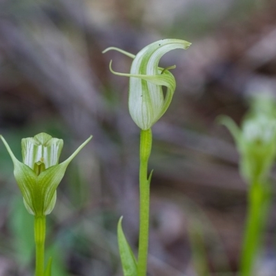 Pterostylis alpina (Mountain Greenhood) at Brindabella, NSW - 5 Oct 2014 by TobiasHayashi