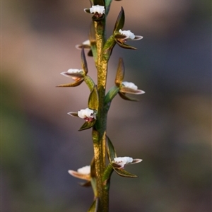 Paraprasophyllum brevilabre at Point 5515 - 5 Oct 2014