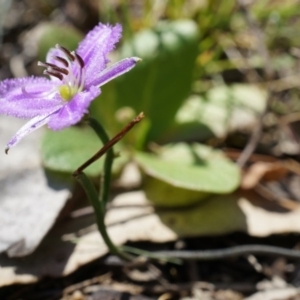 Thysanotus patersonii at Canberra Central, ACT - 6 Oct 2014